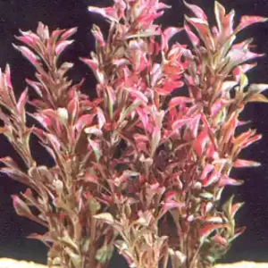Alternanthera bettzickiana "RED SPOT" Neu Im Sortiment