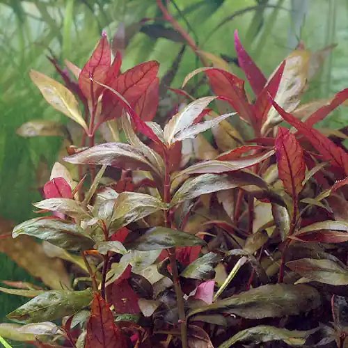 Alternanthera splendida Neue Kollektion