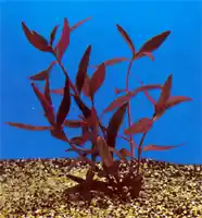 Alternanthera (Telanthera) sessilis Direktkauf