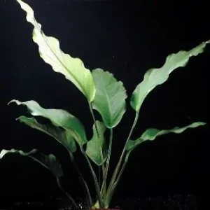 Anubia minima, auf Wurzel 5cm Neuheit