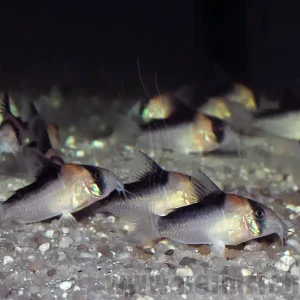 Adolfoi Panzerwels, 2,5cm-3,5cm, 10er-Zuchtgruppe (Corydoras adolfoi) Zertifiziert