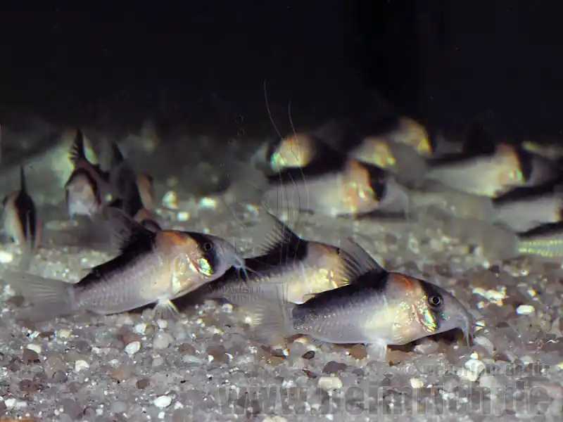Adolfoi Panzerwels, 2,5cm-3,5cm, 10er-Zuchtgruppe (Corydoras adolfoi) Zertifiziert