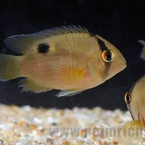Aktuell Aequidens maronii, med (Maronibuntbarsch)