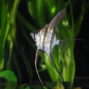 ALTUM-Skalar, med (Pterophyllum altum - F2 Nachzucht) Versand Am Gleichen Tag