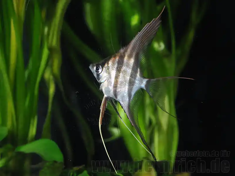 ALTUM-Skalar, med (Pterophyllum altum - F2 Nachzucht) Versand Am Gleichen Tag