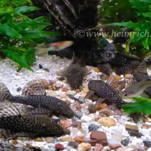 Mega-Angebot Ancistrus dolichopterus, male sm (Blauer Antennenwels)