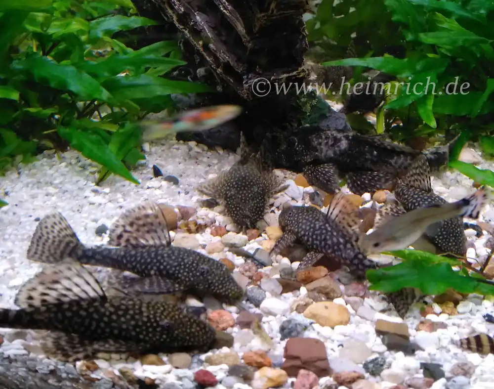 Mega-Angebot Ancistrus dolichopterus, male sm (Blauer Antennenwels)