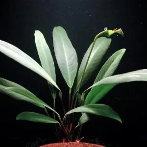 Anubia afzellii, spec. "angustifolia" Wochenendangebot
