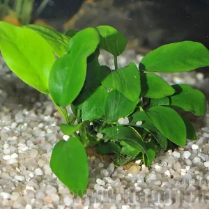 Anubia barteri nana 'nana' Knallerangebot