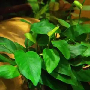 Anubia barteri nana, spec. 'Golden Heart' Angebot