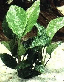 Sofort Bestellen Anubia barteri, spec. variegata