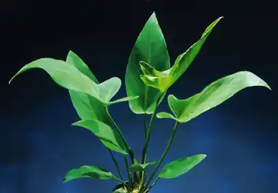 Neue Ware Anubia hastifolia