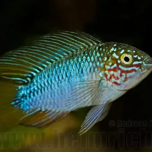 Apistogramma borelli (Borellis Zwergbuntbarsch) Preisreduziert