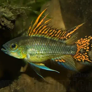 Apistogramma cacatuoides, Double Red (Kakadu-Zwergbuntbarsch) Direktkauf