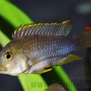 Apistogramma nijsseni, XXL (Panda-Zwergbuntbarsch) Markenprodukt