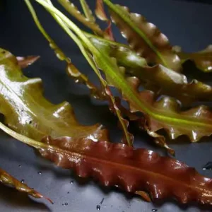 Aponogeton crispus, rot Schneller Versand