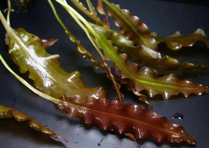 Aponogeton crispus, rot Schneller Versand