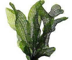 Aponogeton fenestralis Wochenendangebot