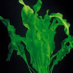 Aponogeton ulvaceus Günstig