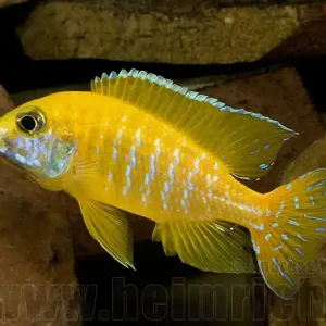 Aulonocara baenschi, benga (9-11cm) 7er-Zuchtgruppe Angebot
