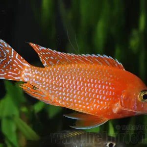 Sichere Zahlung Aulonocara FIREFISH (intensiv Red)
