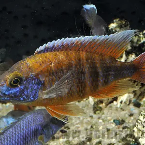 Preiswert Aulonocara Freibergi