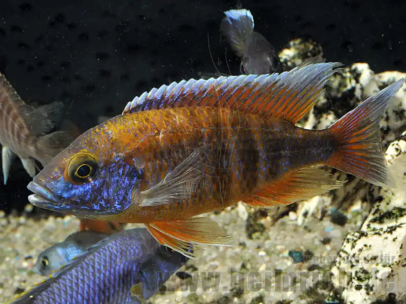 Preiswert Aulonocara Freibergi