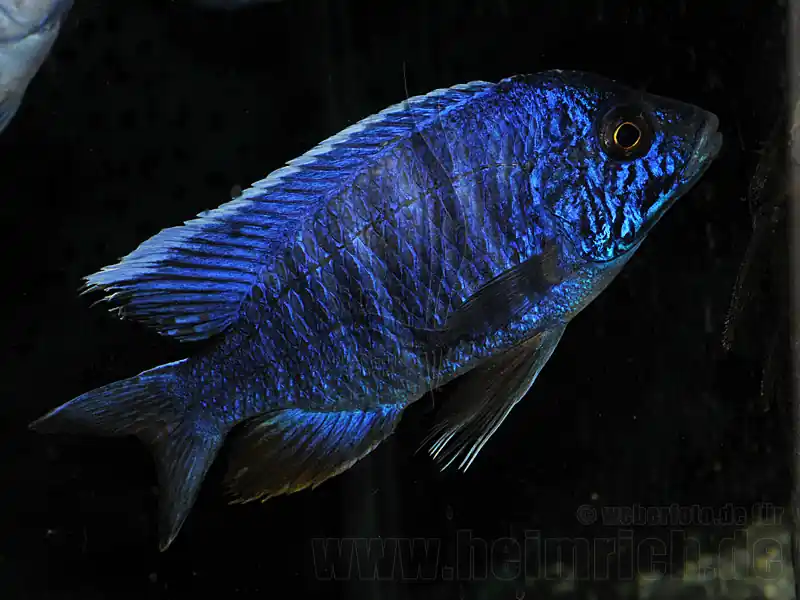 Sofort Bestellen Aulonocara New Blue Orchid