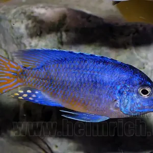Aulonocara ngara, red Rabatt