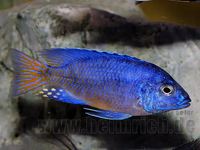 Aulonocara ngara, red Rabatt