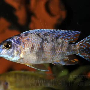 Zertifiziert Aulonocara nyassa, spec. Five Color (Blue)
