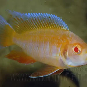 Neuheit Aulonocara Red Rubin ALBINO