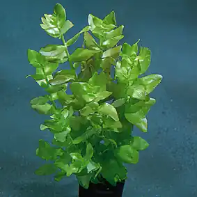 Top-Angebot Bacopa caroliana (Großes Fettblatt)