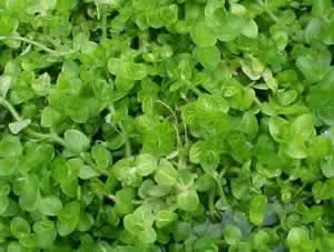 Bacopa lanigera Bestseller