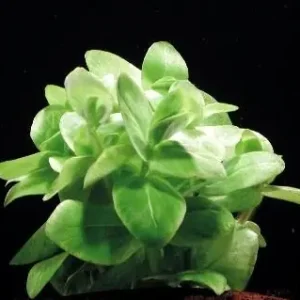 Bacopa lanigera, spec. matizada Bestseller