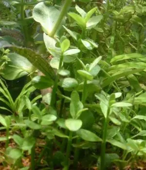 Markenware Bacopa madagascariens