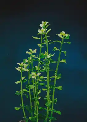 Bacopa monnieri (Kleines Fettblatt) Zertifiziert