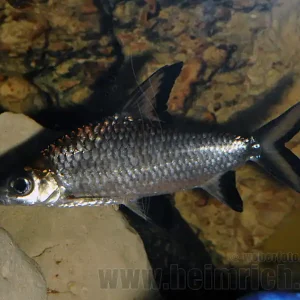 Top-Preis Balantiocheilus melanopterus, lg (Haibarbe)