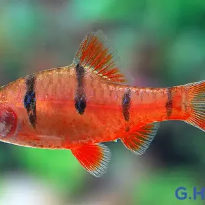 Saisonangebot Barbodes pentazona, 10er-Gruppe (Fünfgürtelbarbe)