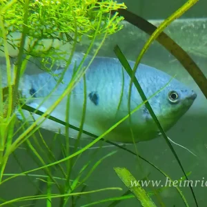 Ausverkauf Blauer Fadenfisch, med (Trichogaster trichopterus)
