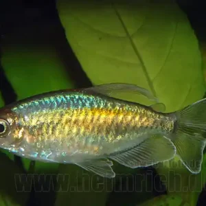 Jetzt Bestellen Blauer Kongosalmler, lg (Phenacogrammus interuptus)