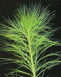 Cabomba aquatica (Riesen-Cabomba) Super-Preis