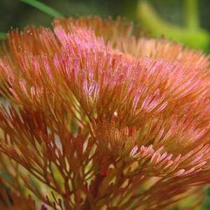 Jetzt Kaufen Cabomba piauensis red