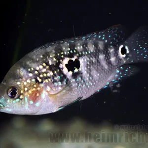 Letzte Chance Cichlasoma octofasciatum, spec. Black Dempsey