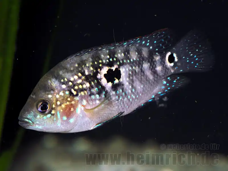 Letzte Chance Cichlasoma octofasciatum, spec. Black Dempsey