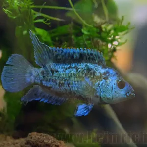 Neue Ware Cichlasoma octofasciatum, spec. Blue Dempsey medium
