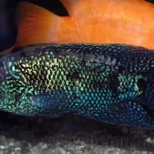 Cichlasoma octofasciatum, spec. Blue Dempsey XXL Must-Have