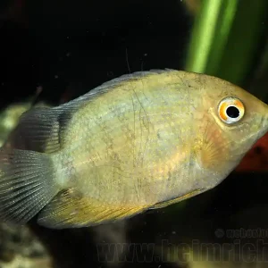 Neu Cichlasoma serverum spec. GOLD, 6cm