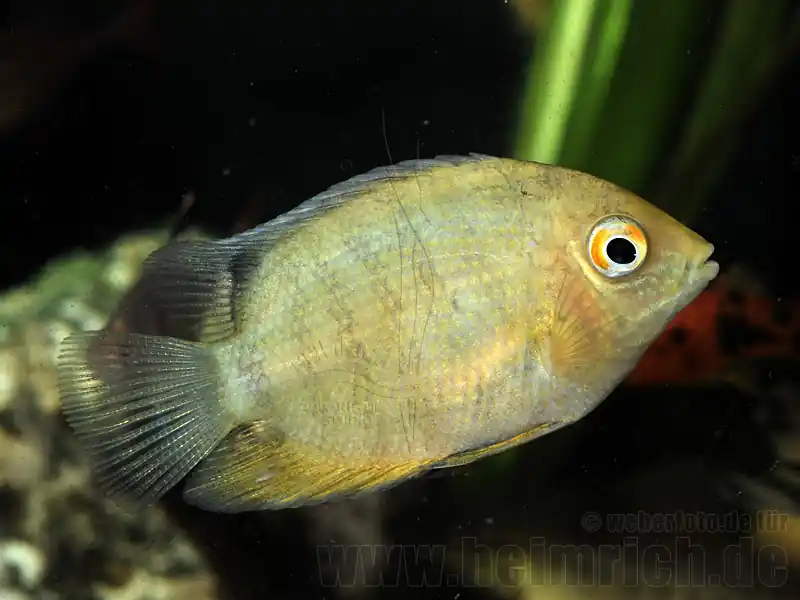 Neu Cichlasoma serverum spec. GOLD, 6cm