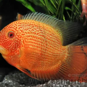Saisonangebot Cichlasoma serverum spec. Red Spotted, 18cm männl. SHOW